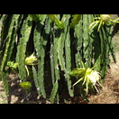 Die Blüten der vorangegangenen Nacht